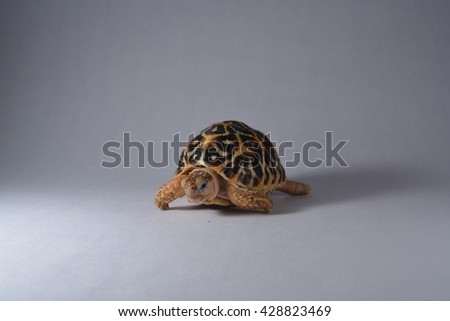 Indian star Turtle white background concept photography