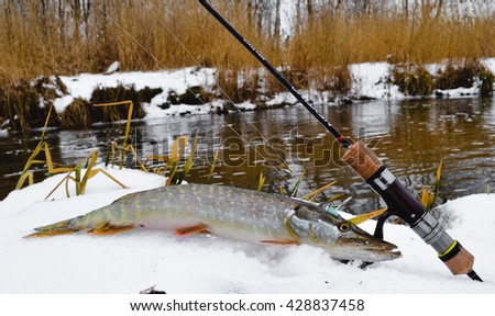 pike lying in the snow Royalty-Free Stock Photo #428837458