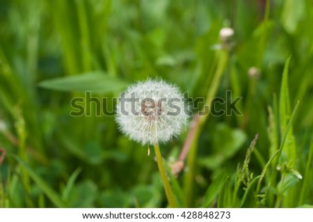dandelion in the garden