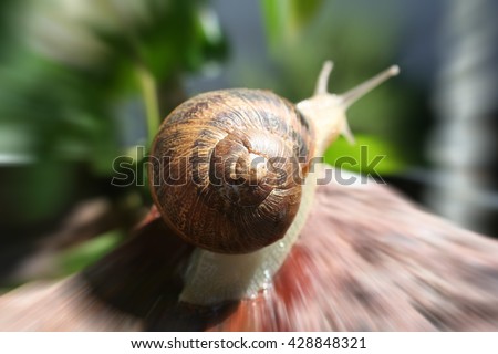 Snail Stock Photo High Quality 