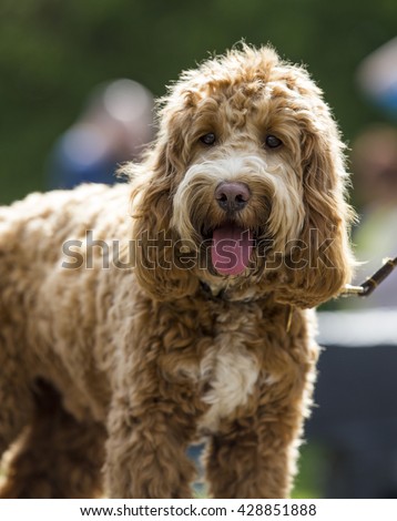 A Cockapoo Dog with tongue hanging out