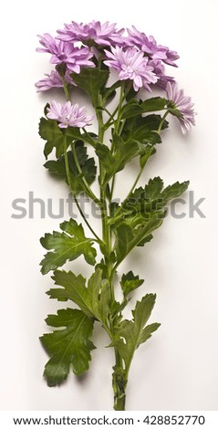 A photo of a single branch of tender pink chrysanthemums on white background, with green leaves and a long stem