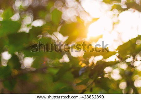 Abstract blur bokeh sunlight through the trees. Royalty-Free Stock Photo #428852890