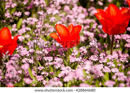 Red poppy and pink