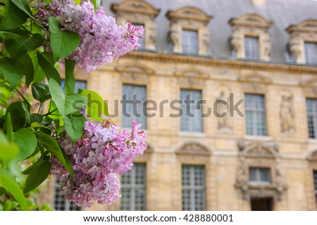 Lilac blooming in the garden of Hotel de Sully (historic monument) located in Marais quarter in Paris (France)