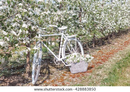 beautiful white bike is in the apple lush garden with a basket of flowers
