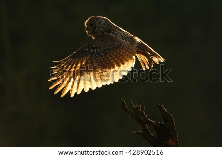 Morning backlight with flying Eurasian Tawny Owl, with dark blurred forest in the background. Flying bird in the forest.