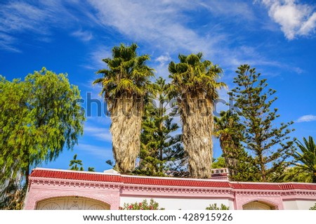 Date palms with a blue clear sky in Hammamet Tunisia.