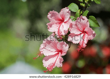 Pink hibiscus with bokeh background in the garden.