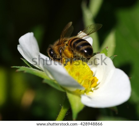 Bee on the flower.