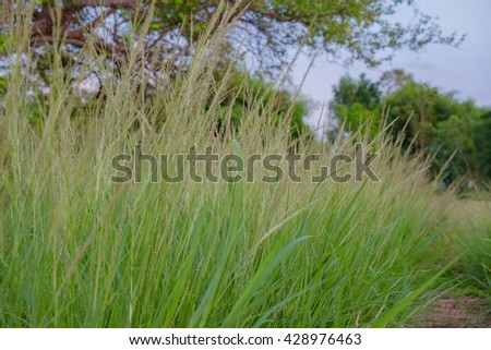 a selective focus picture of green grass near agriculture field