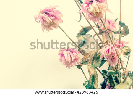 Pink dry flowers close up, floral background