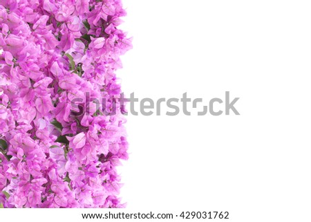 beautiful pink flowers background with isolated on white