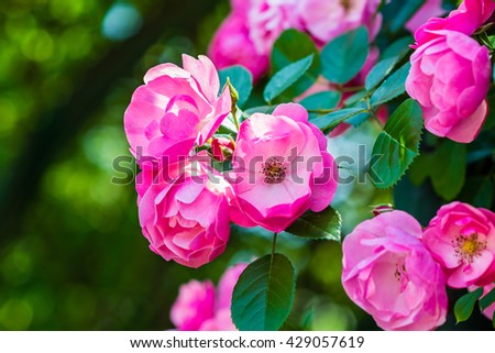 bush of pink roses closeup