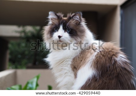 Portrait Of Long Haired Bi Color Brown White Blue Eyed Ragdoll Cat