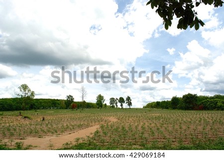 Tapioca field on Clouds and sky texture background