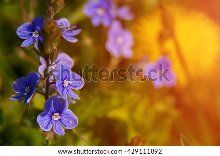 Blooming wildflowers in a meadow. close up. blue blooming Cardamine pratensis against the green blurred nature background of a rural field. small depth of field.