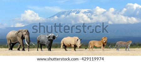 Big five africa - Lion, Elephant, Leopard, Buffalo and Rhinoceros Royalty-Free Stock Photo #429119974