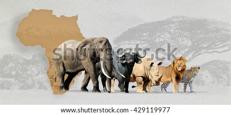 Big five africa - Lion, Elephant, Leopard, Buffalo and Rhinoceros Royalty-Free Stock Photo #429119977