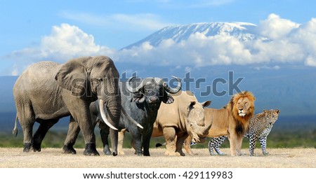 Big five africa - Lion, Elephant, Leopard, Buffalo and Rhinoceros Royalty-Free Stock Photo #429119983