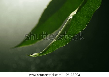 Fresh Green Leaf in the Dark Light