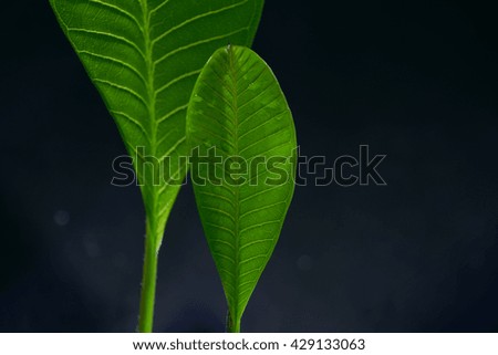 Fresh Green Leaf in the Dark Light