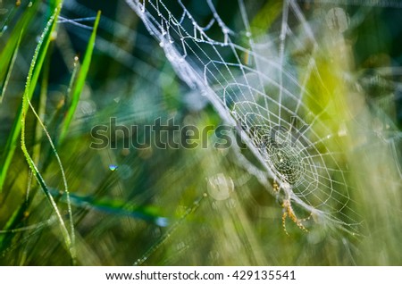 Spider web covered in morning drops. Nice wallpaper from summer morning