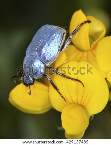 Male of Hoplia coerulea, a species of scarabaeid beetle belonging to the subfamily Rutilinae. This beetle can be found in Southwest Europe Royalty-Free Stock Photo #429137485