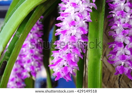 Beautiful purple Thai orchid flower blooming in a garden