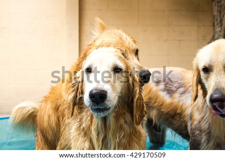 Beautiful dog golden retriever sitting down on the swimming pool and play with old lady