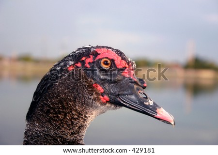 Close-up of the head of a black Muscovy Duck. Blurred background.