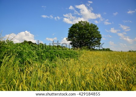 green field and blue sky
