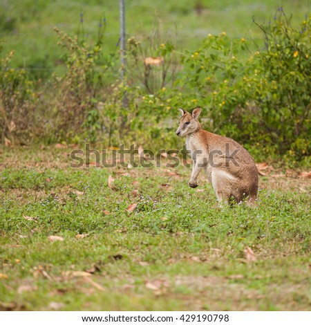 wallaby is a small- or mid-sized macropod found in Australia and New Guinea. They belong to the same taxonomic family as kangaroos and sometimes the same genus.