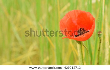 Red poppy on the meadow