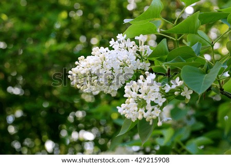 white lilac in the garden spring background with soft selective focus