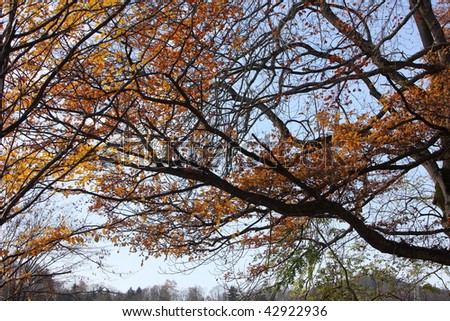 Trees in autumn on a nice day with vivid colors