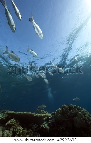 Ocean,coral and fish