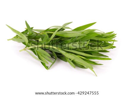 Fresh tarragon herbs, Tarragon herbs close up isolated on white Royalty-Free Stock Photo #429247555
