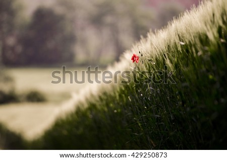 Alone red poppy in agricultural spring field near by road