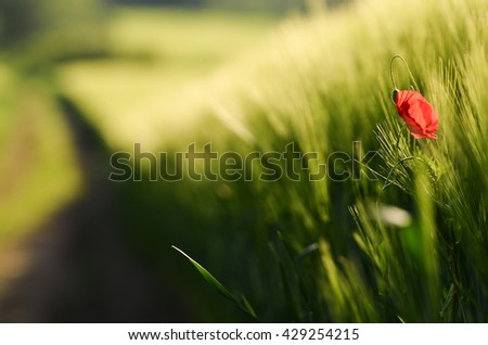 Red poppy in wheat field. Beautiful spring wallpaper