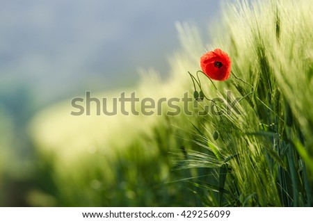Red poppy flower on the spring wheat field. Nice wallpaper from may morning walk.