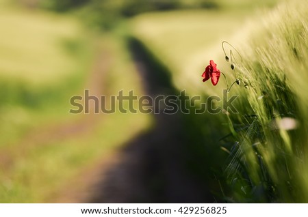 Alone poppy in agricultural field near by dark road in sunrise light. Nice spring wallpaper.