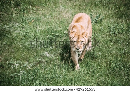 Wild Lions Pride in African Savannah