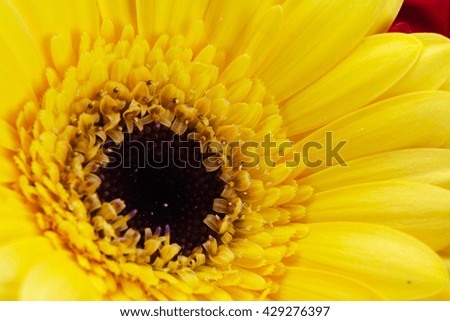 Close up of a yellow gerbera daisy