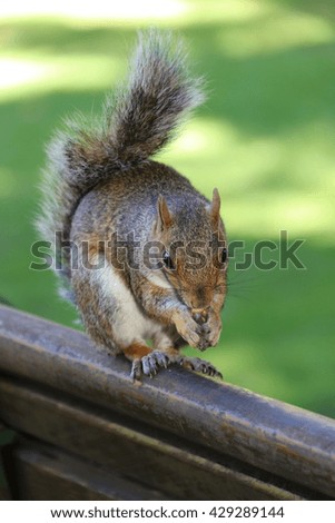 A photo of a furry Squirrel sitting on the back of a bench in a lush park closeup