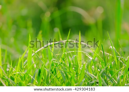 a selective focus picture of grass leaves in the morning sunlight 
