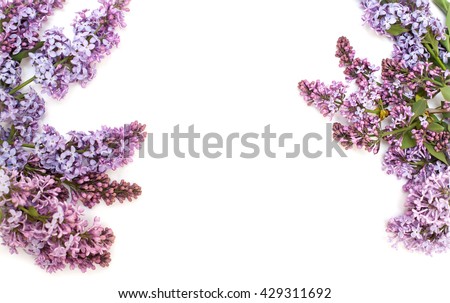 Blooming purple lilac branch, isolated on white background