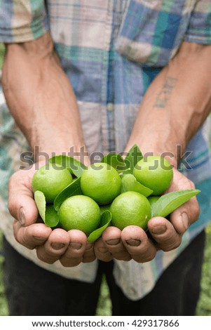 fresh harvested organic lime on natural work hard farmer hands with green agriculture farm background