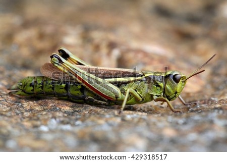 Large marsh grasshopper (Stethophyma grossum)