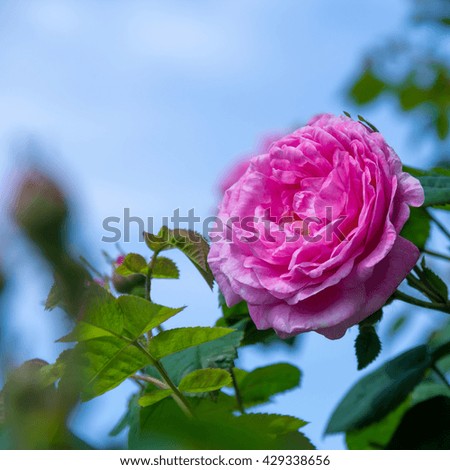fancy scented fragrant pale pink roses on stems with leaves growing in the garden. shallow depth of field.